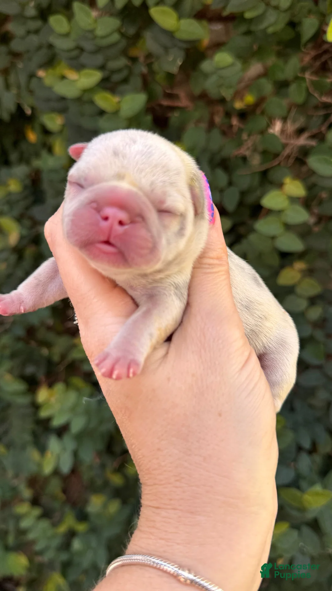 French Bulldog dogs for sale: Dahlia - Ad 1