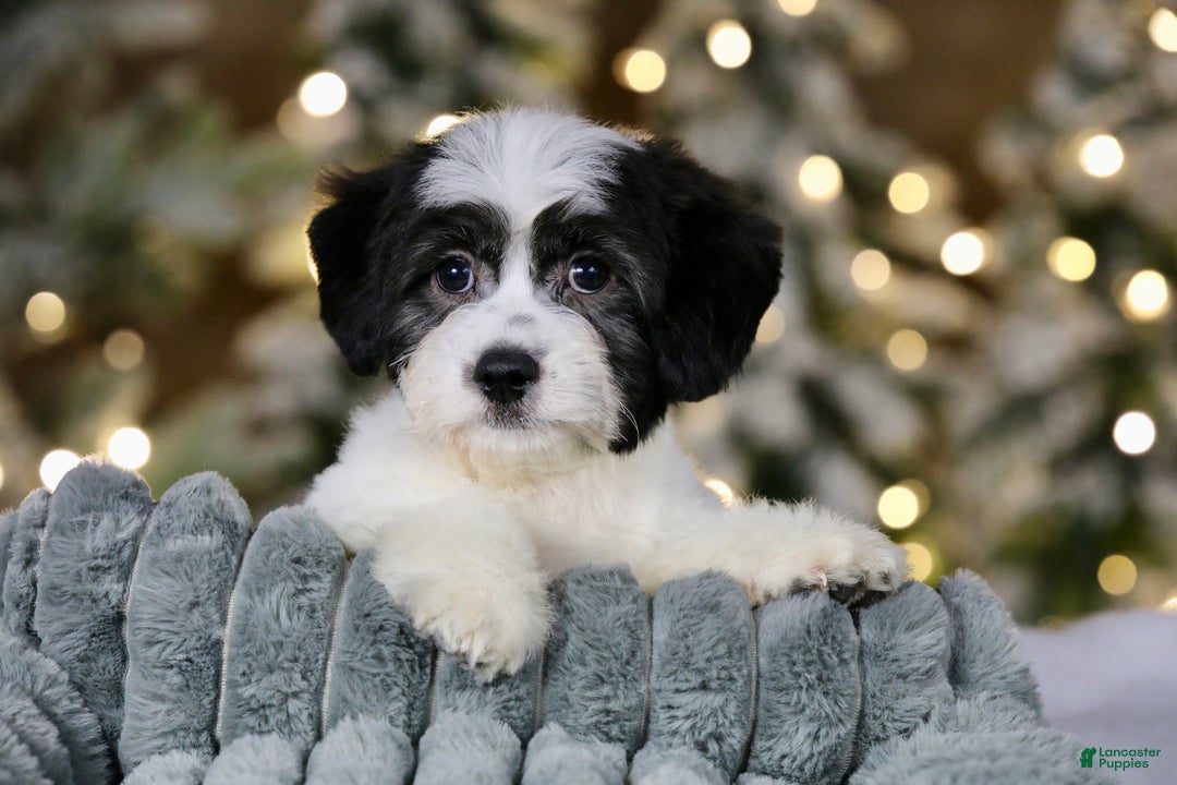 Teddy Bear dogs for sale: Elfie - Ad 13