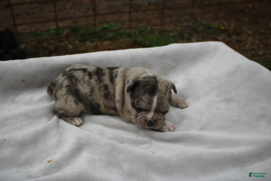 Frenchton dogs for sale: Angel - Ad 4