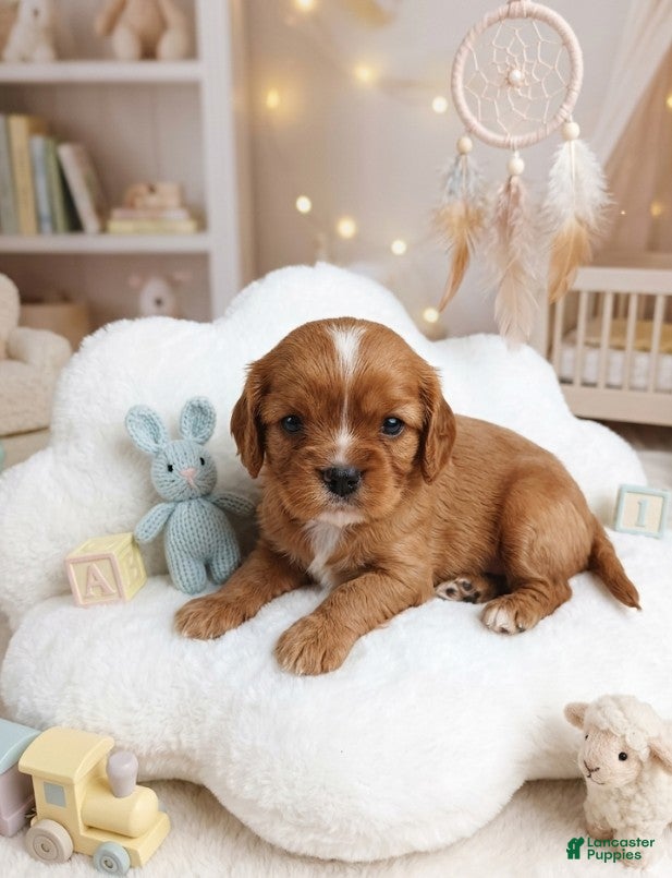 Cavalier King Charles Spaniel dogs Bisket - Ad 1