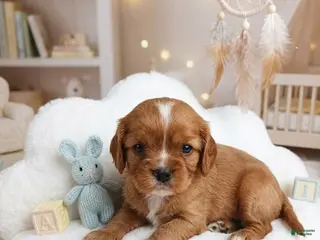 Cavalier King Charles Spaniel dogs for sale: Bisket - Ad 2
