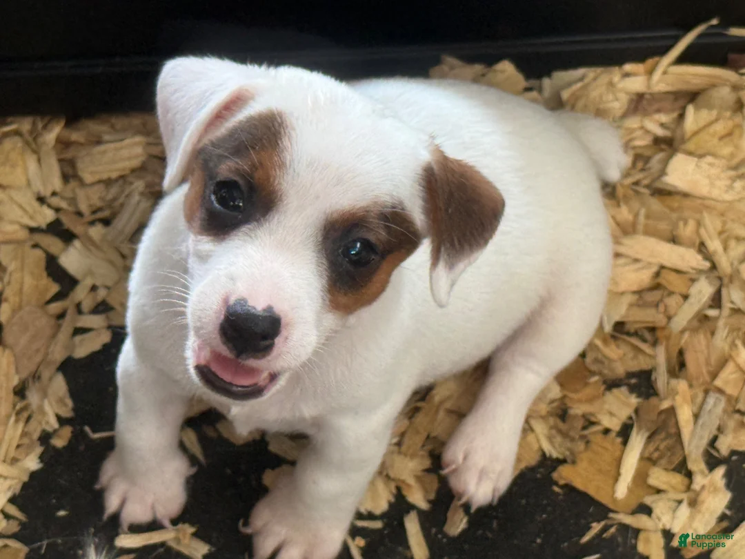 Jack Russell Terrier dogs for sale: Jack Russell Terrier 1 - Ad 2