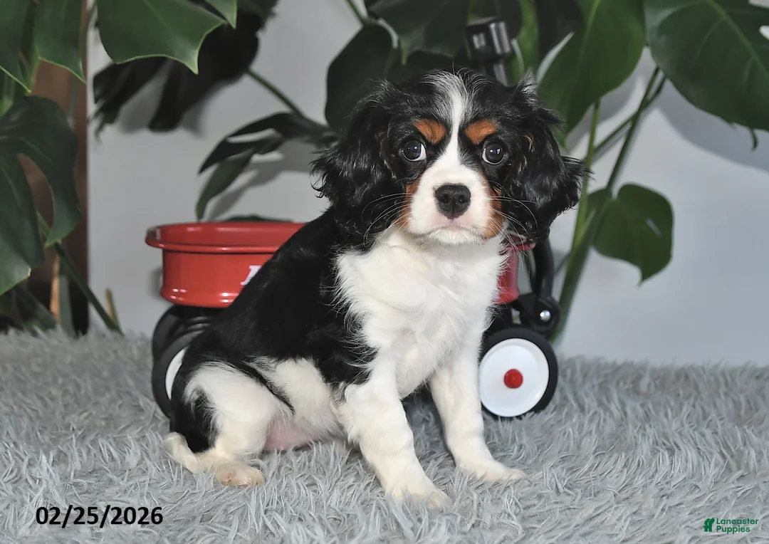 Cavalier King Charles Spaniel dogs for sale: Jubilee - Ad 4