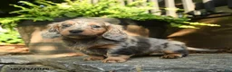 Miniature Dachshund dogs for sale: Peppin - Ad 3