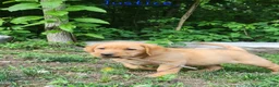 Labrador Retriever dogs for sale: Justice  - Ad 5