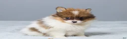 Pomeranian dogs for sale: Lyle - Ad 3