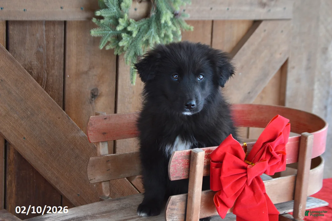 Mixed Breed dogs for sale: Parker - Ad 3