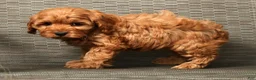 Cockapoo dogs for sale: Heather - Ad 7