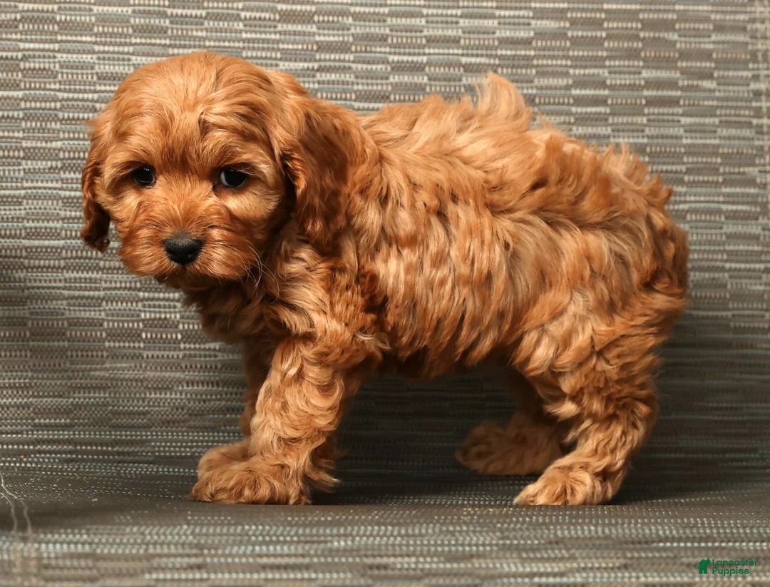 Cockapoo dogs for sale: Heather - Ad 7