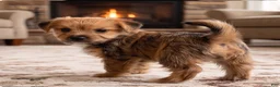 Morkie dogs for sale: Riley - Ad 3