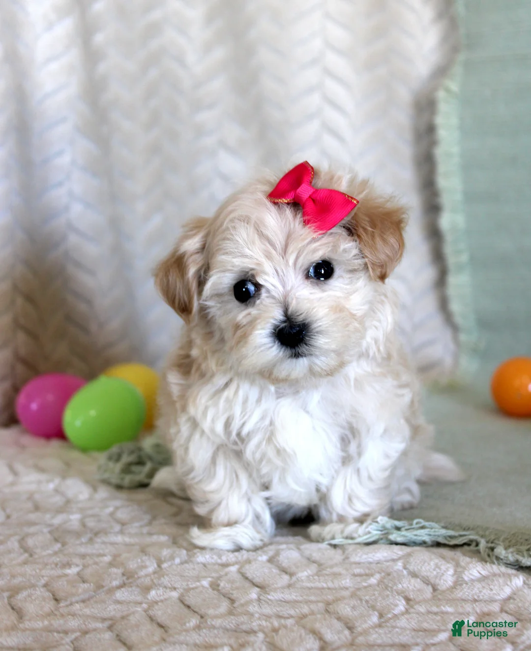 Maltipoo dogs for sale: Dixy - Ad 2