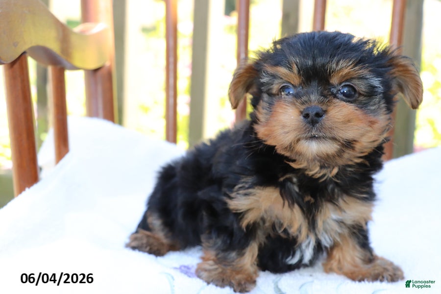 Yorkshire Terrier dogs for sale: Timmy - Ad 4