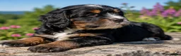 Mixed Breed dogs for sale: Zeckie - Ad 4
