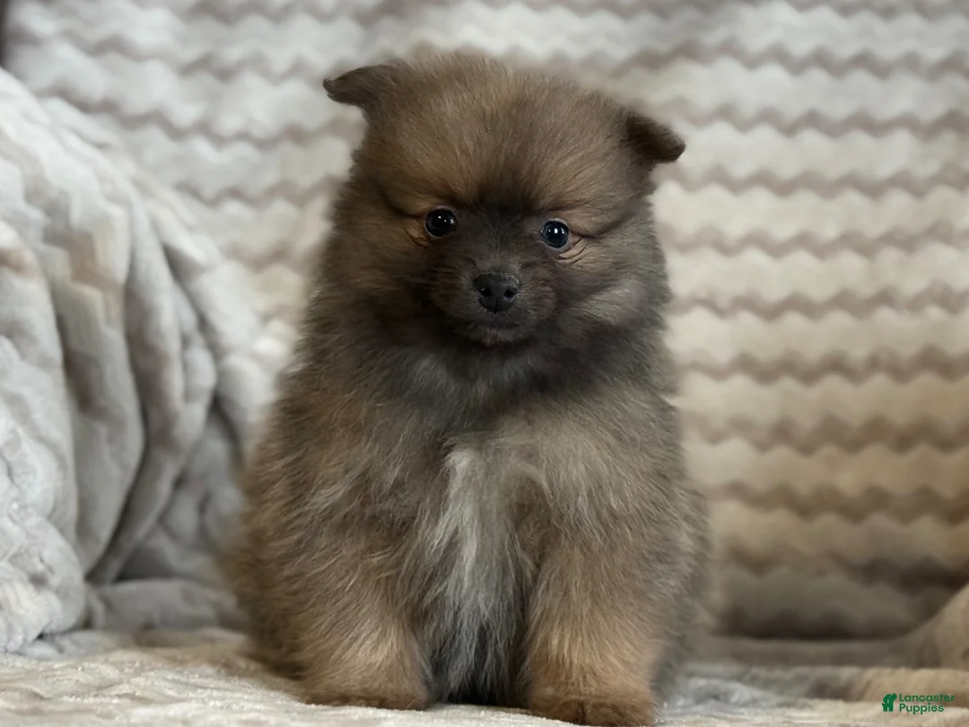 Pomeranian dogs for sale: Randy - Ad 5