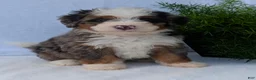 Mini Bernedoodle dogs for sale: Mini Louie  - Ad 25
