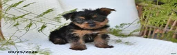 Yorkshire Terrier dogs for sale: Nellie - Ad 3