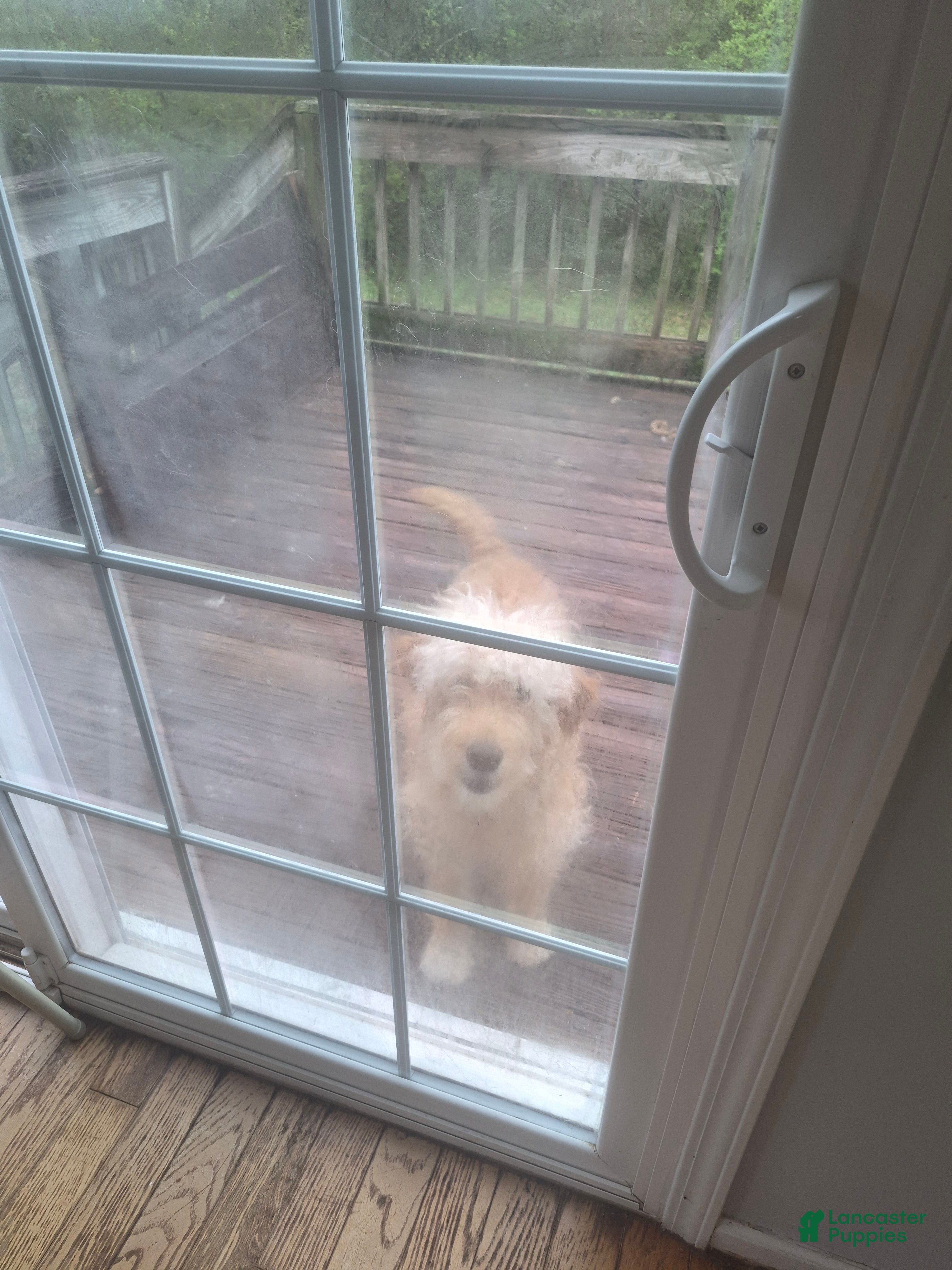 Goldendoodle dogs  Puppy 5 - Ad 2