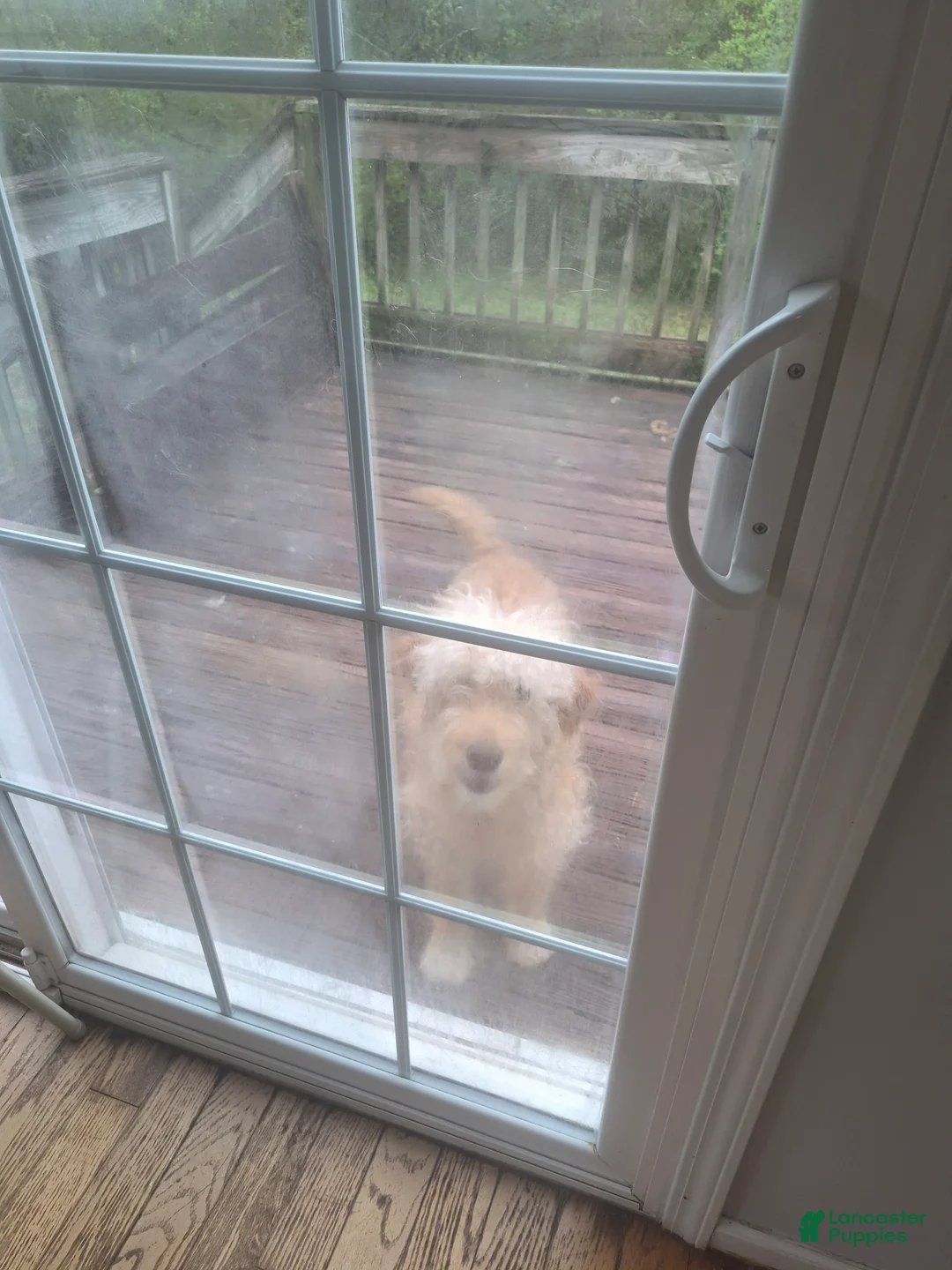 Goldendoodle dogs for sale:  Puppy 2 - Ad 2