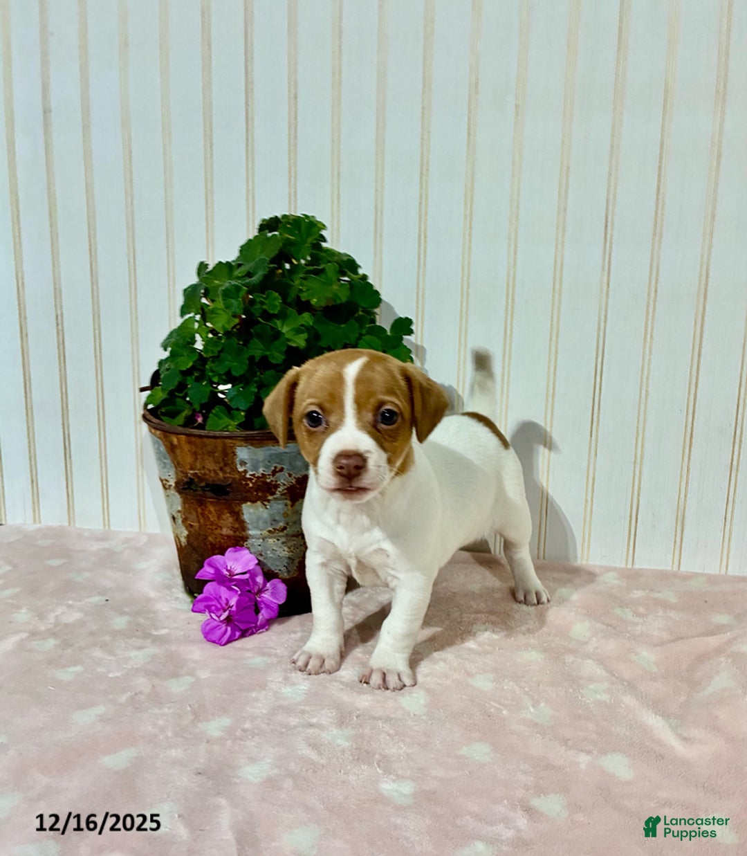 Jack Russell Terrier dogs for sale: Pearl - Ad 2