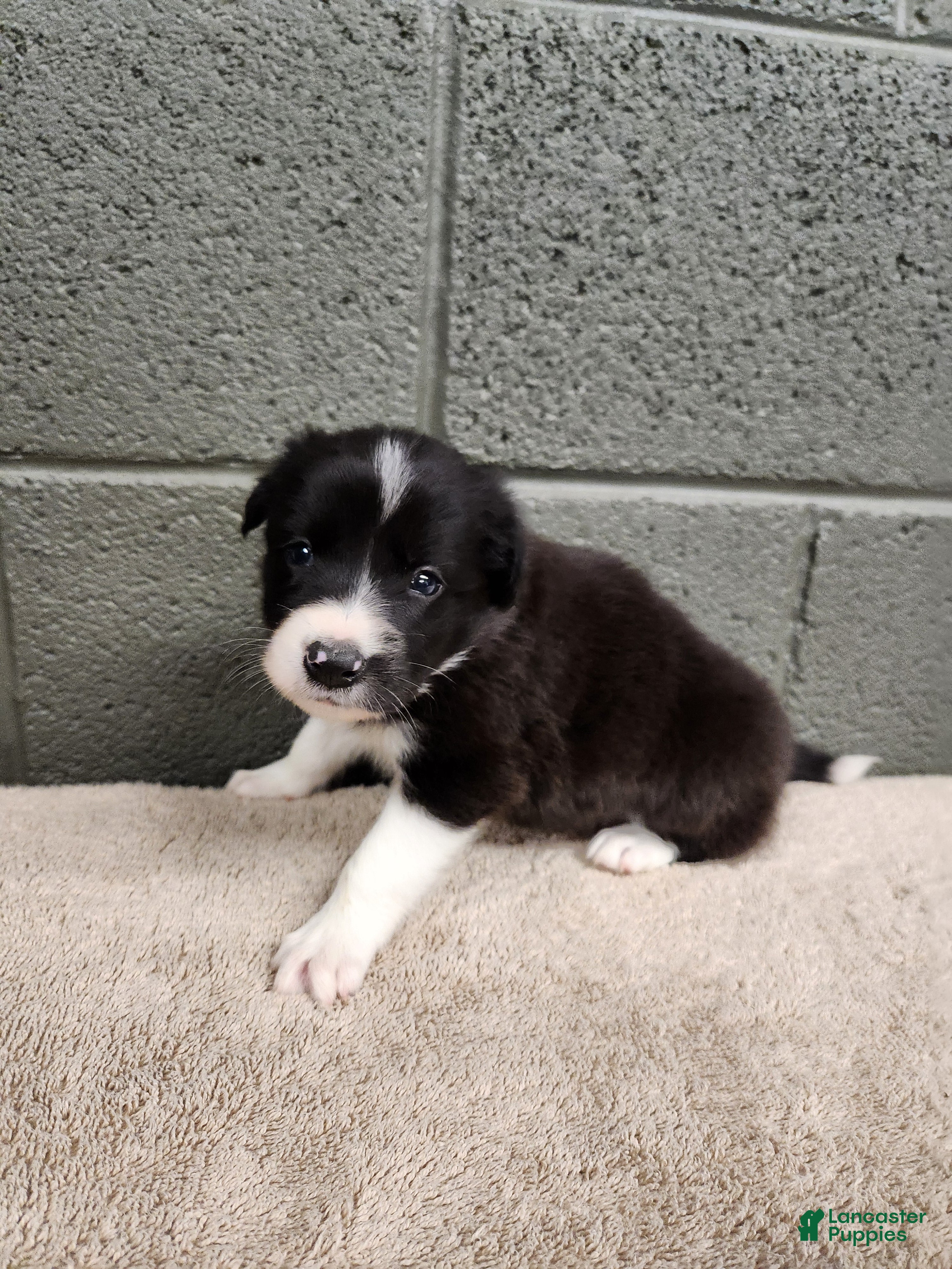 Border Collie dogs Bridget - Pure Breed Border Collie - Ad 2