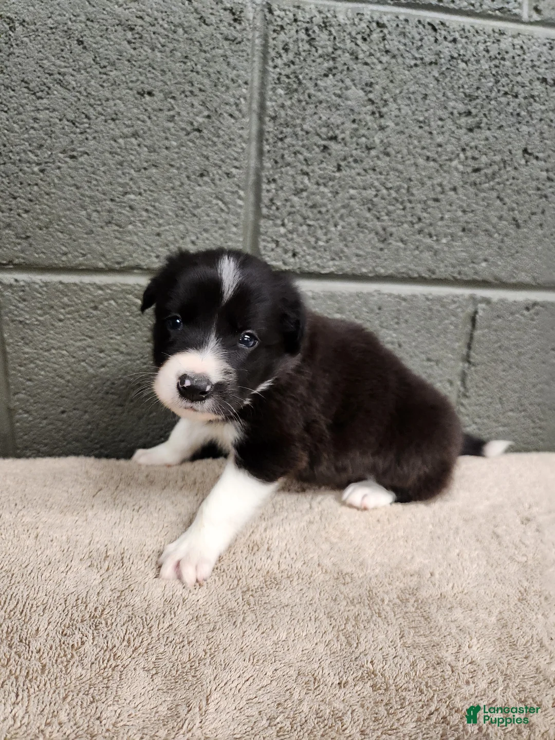 Border Collie dogs for sale: Bridget - Pure Breed Border Collie - Ad 2