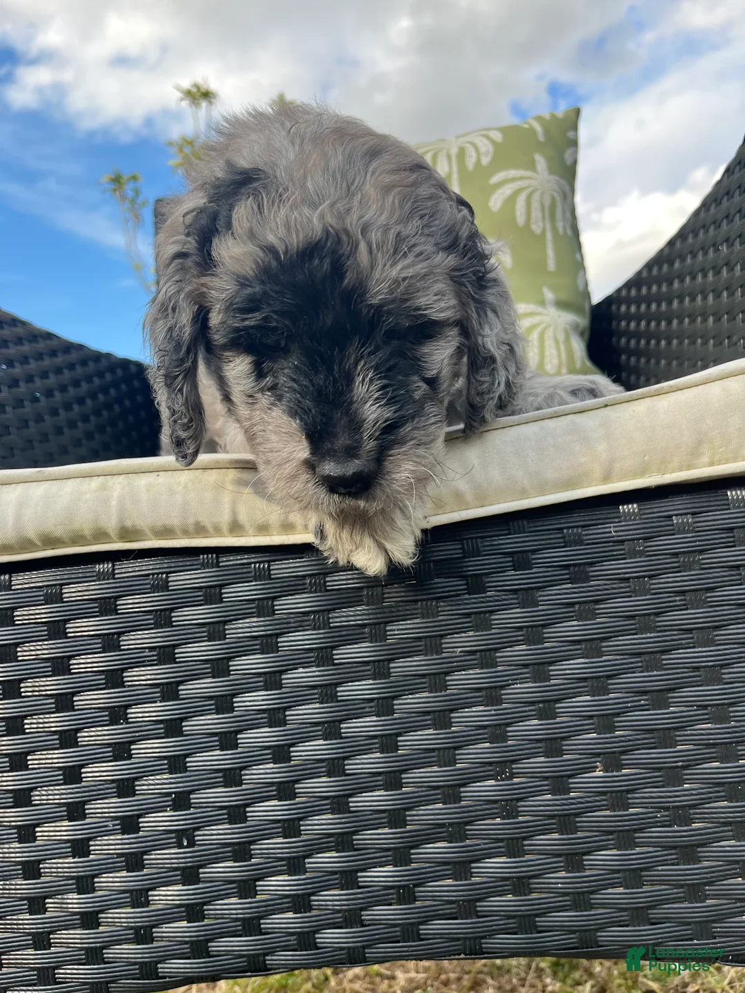 Goldendoodle dogs for sale: Phil  - Ad 5