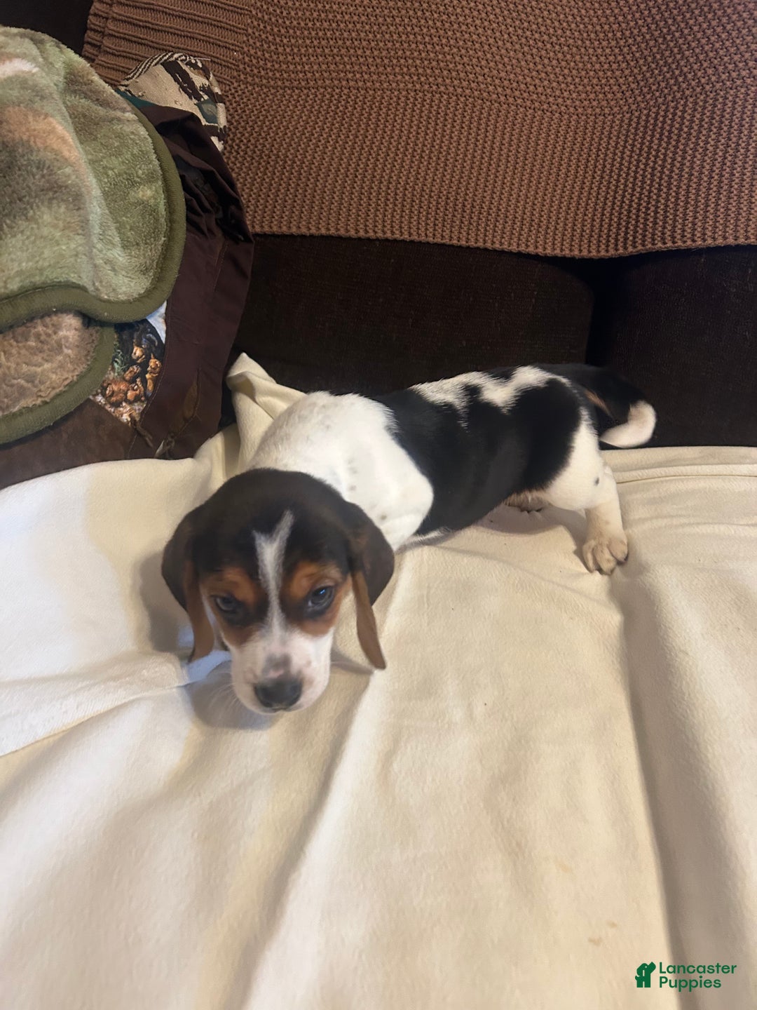 Beagle dogs for sale: Beagle Puppy 2 - Ad 1