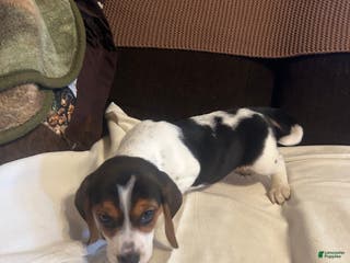 Beagle dogs Beagle Puppy 2 - Ad 10