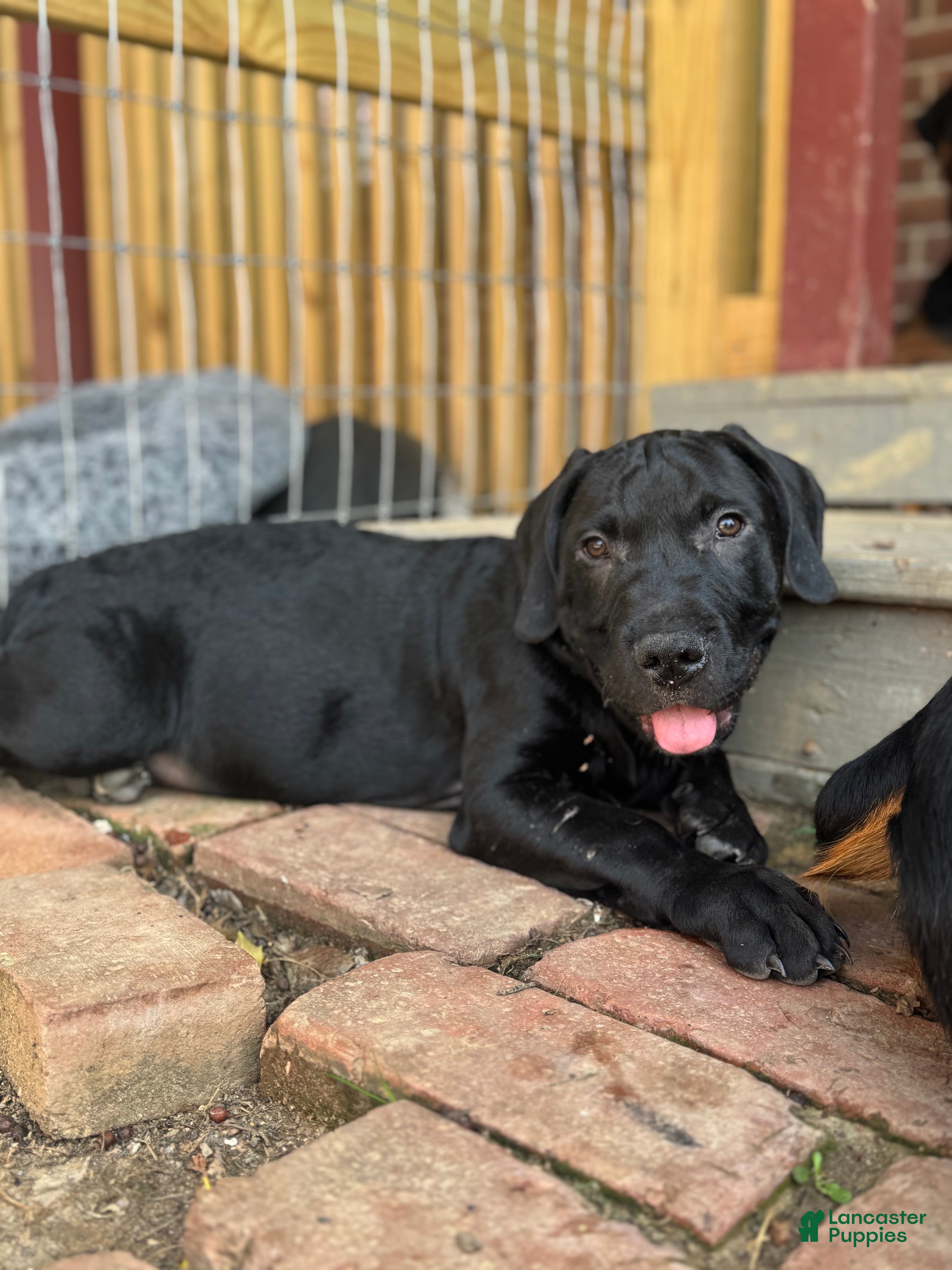 Mixed Breed dogs Luca  - Ad 2