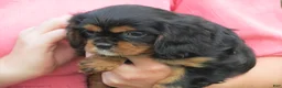 Cavalier King Charles Spaniel dogs for sale: Midnight - Ad 5