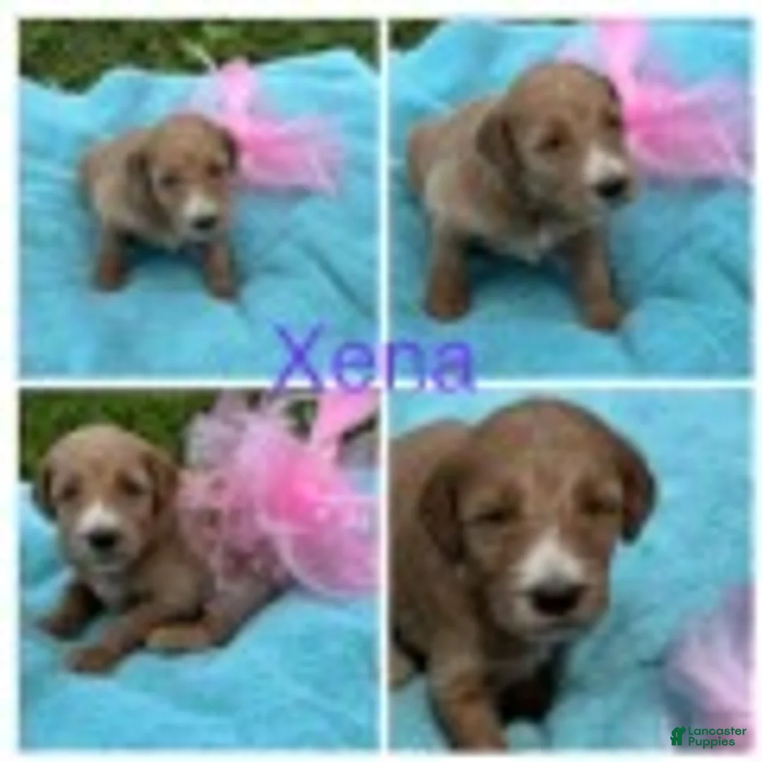 Goldendoodle dogs for sale: Xena - Ad 6