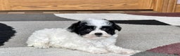 Havanese dogs for sale: Nathan - Ad 7