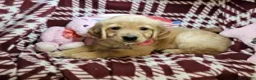 Golden Retriever dogs for sale: Bunny girl - Ad 1