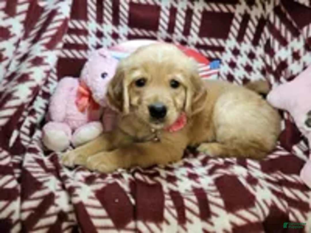 Golden Retriever dogs for sale: Bunny girl - Ad 1