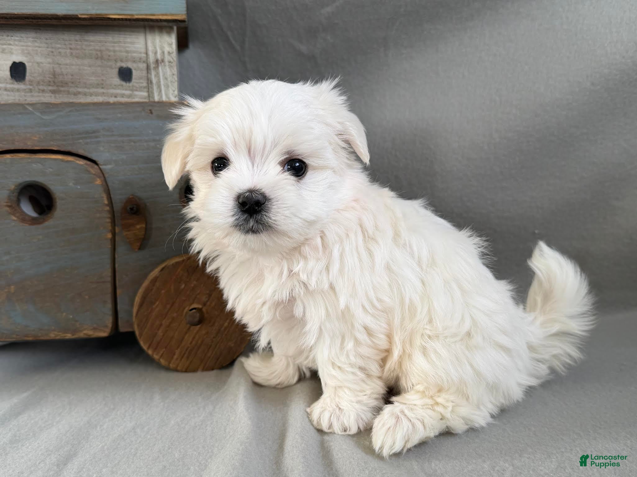 Maltese dogs Lucky - Ad 2