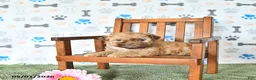 Shihpoo dogs for sale: Ollie - Ad 3