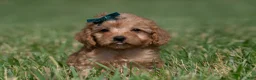 Maltipoo dogs for sale: Pudding F1 - Ad 5