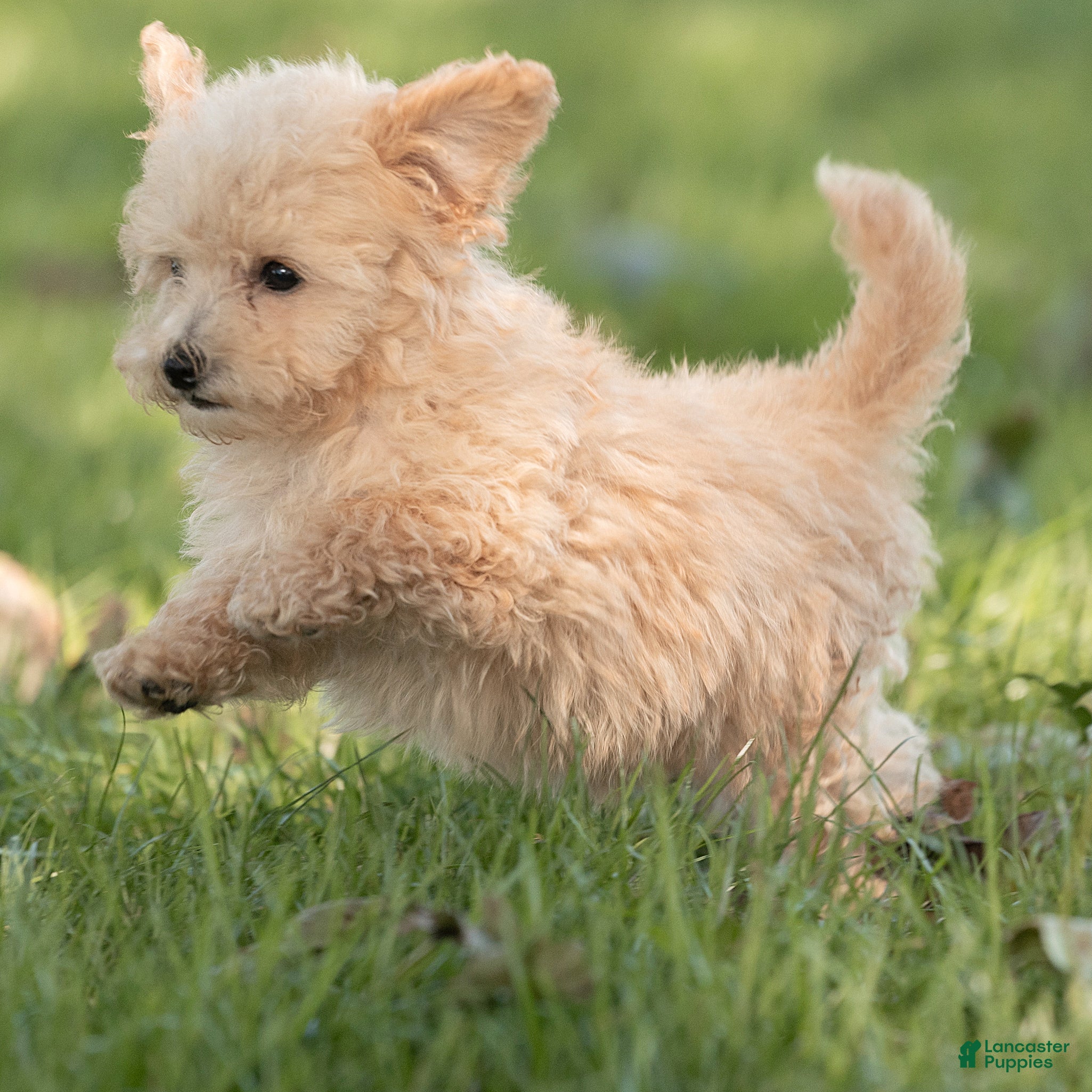 Maltipoo dogs Teddy Maltipoo  - Ad 2