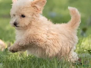 Maltipoo dogs Teddy Maltipoo - Ad 2