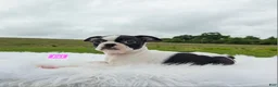 Boston Terrier dogs for sale: Ezi - Ad 5