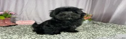 Morkie dogs for sale: Morkie 1 - Ad 3