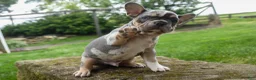 French Bulldog dogs for sale: Ace  (Blue Merle Tan) 🐶✨ - Ad 10