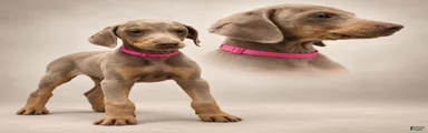 Doberman Pinscher 5