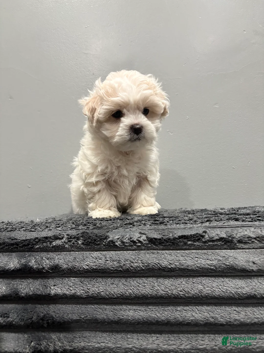 Malshi dogs for sale: Malshi Puppy 1 - Ad 1