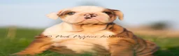 English Bulldog dogs for sale: Athena AKC - Ad 1