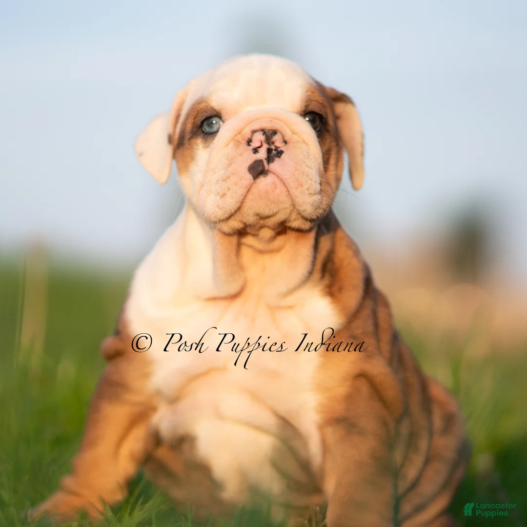 English Bulldog dogs for sale: Athena AKC - Ad 1
