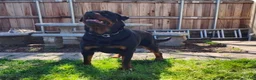 Mixed Breed dogs for sale: Mixed Breed 5 - Ad 3