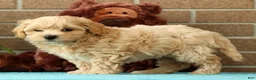 Maltipoo dogs for sale: Asher - Ad 5