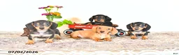 Miniature Dachshund dogs for sale: Casey - Ad 5