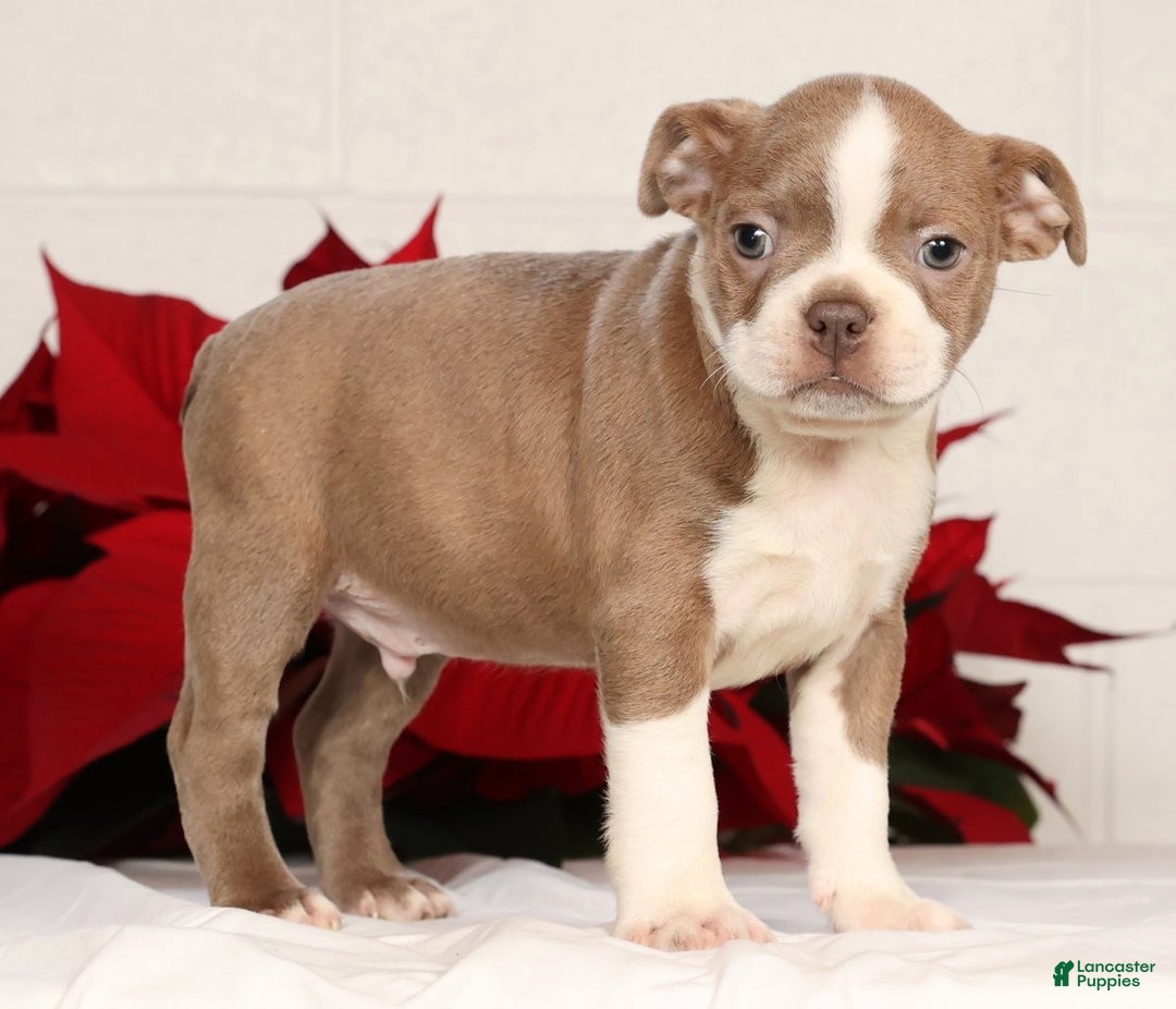 Boston Terrier dogs for sale: Riley - Ad 2